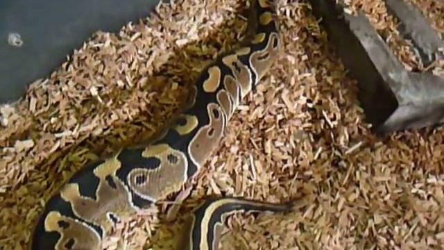 SnakeHouseBxl - 0.1 Python regius °Normal°