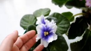 ФИАЛКИ | Humako inches и Услада!