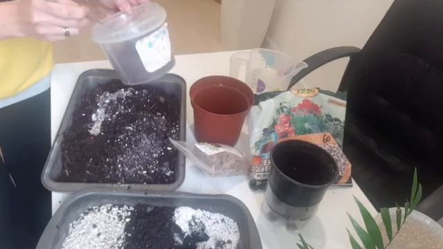 Пальма Хамедорея