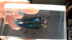 Насекомые и их знакомые. Выпуск 15. Златка восточная. sternocera orientalis