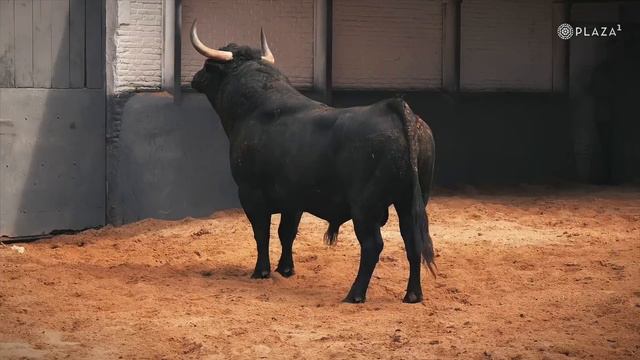 SORTEO | Corrida de toros Cuadri, Domingo de Ramos смотреть онлайн