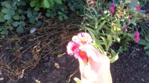 Сентябринка или же Астра Новобельгийская и Новоанглийская