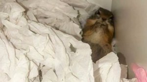 Девушка выкормила новорожденного бельчонка, и взрослая белочка доверила ей самое ценное!