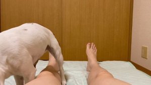 Dog licks my legs long ver. (Omit the opening and ending)