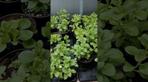 Обзор теплицы на 5 января 2023 года.Обогреватель ифракрасный газовый для теплицы.