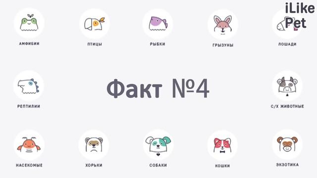 Особенности шотландских вислоухих кошек