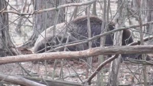 Дикие кабаны в лесу зимой. Потеплело - снега нет