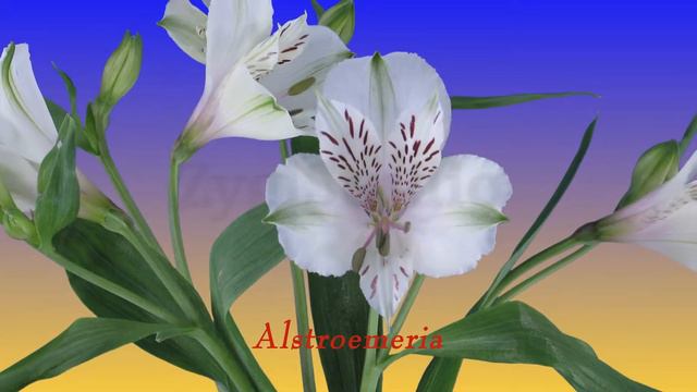 Timelapse of Opening White Alstroemeria Lily. смотреть онлайн