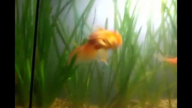 мои золотые рыбки. смотреть онлайн