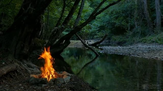 Почему опадают листья у толстянки зимой? смотреть онлайн