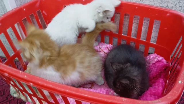 Beautiful cats | Cats playing and having fun alone смотреть онлайн