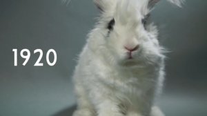 100 лет красоты кролика 