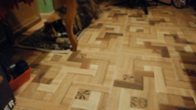 КАК КОТЫ ИГРАЮТ/ чем любят играть коты. ЛУЧШИЕ ИГРУШКИ ДЛЯ  КОТОВ.