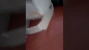 Как сделать костюм тиранозавра рекса часть 3