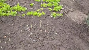 спаржа 3 года результат