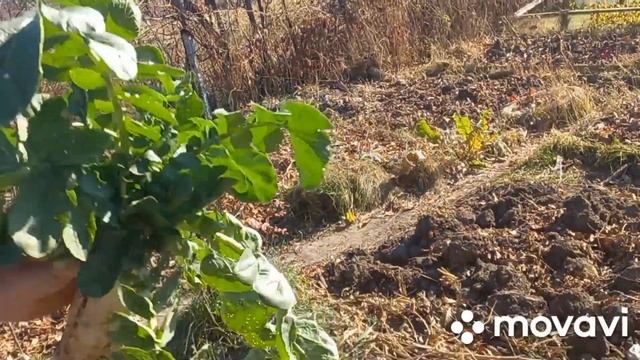 ?#71#Дайкон-это круто???!Очень полезный и оригинальный овощ.???Дачные секреты???Милла  Люмик.?