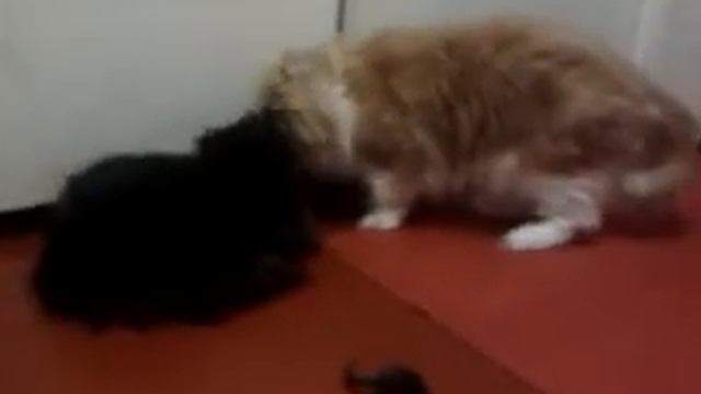 Персидский кот и кошка.5 смотреть онлайн