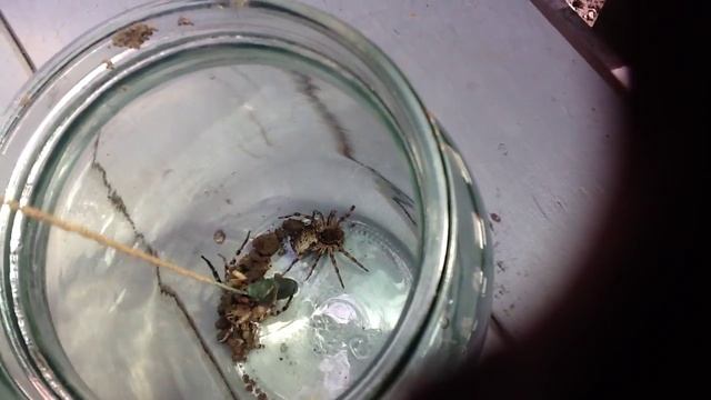 Тарантулы в банке. Укус тарантула. смотреть онлайн