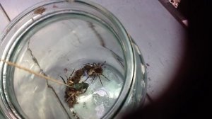 Тарантулы в банке. Укус тарантула.