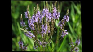 вербена лекарственная