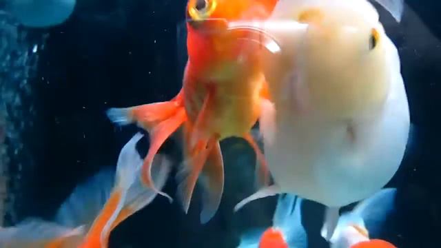 Nu's Full Red Telescope Oranda 18.04.2013 смотреть онлайн