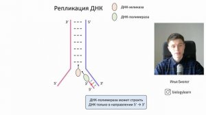 Репликация ДНК | ЕГЭ Биология
