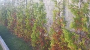 Капельный полив проложили и туи высохли