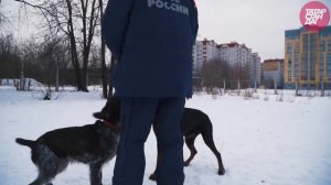 Как выбрать собаку. Смотри совет кинолога