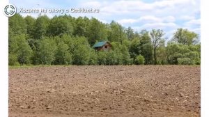 Охота в Курской области – Охотхозяйство «Берёза» охота на лося в Курской области, охота на кабана