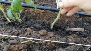 Размножение томатов пасынками