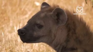 O HOMEM NÃO SABIA QUE ELA IRIA ATACAR