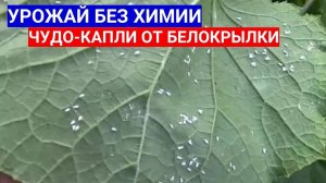 ЧУДО-КАПЛИ ОТ БЕЛОКРЫЛКИ НА ОГУРЦАХ В ТЕПЛИЦЕ - КАК ИЗБАВИТЬСЯ ОТ БЕЛОКРЫЛКИ БЕЗ ХИМИИ