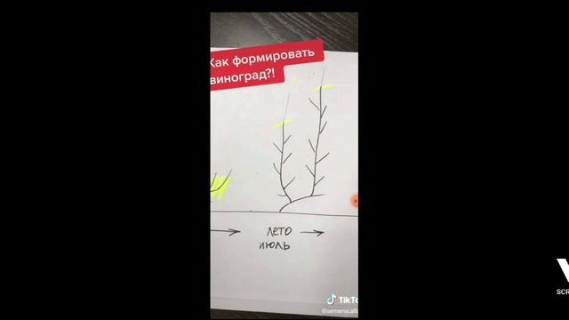 виноград