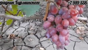 НОВИНКА!!! ГФ. Винограда ЛЮДОЧКА.