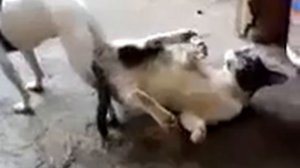 Dog fu*king a cat. *Warning adult content*