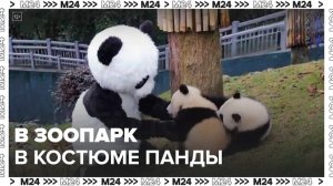 Посетителей в костюмах панды бесплатно пропустят в Московский зоопарк - Москва 24