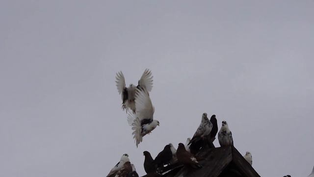 В гостях у Михаила ,его голуби. смотреть онлайн