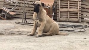 Шикарный щенок Кангала