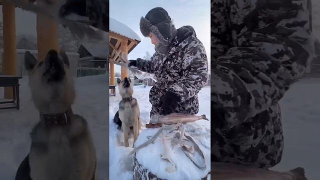 Stroganina. Chir? Yakutia / Строганина. Чир? Pandasakha смотреть онлайн