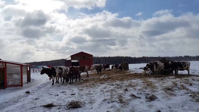 Наши айрширские коровки зимой смотреть онлайн