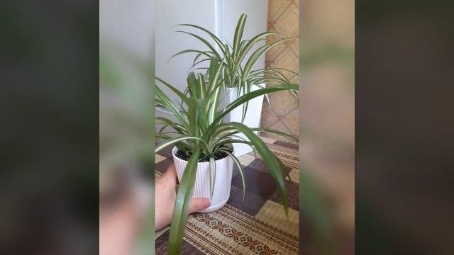 Комнатные цветы. Хлорофитум ?