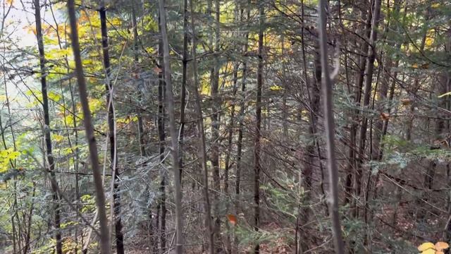 23 жовтня 2023 р. Казкова грибалка! Назбирав повну корзину Білих Грибів на схилах гори Смерек знову смотреть онлайн