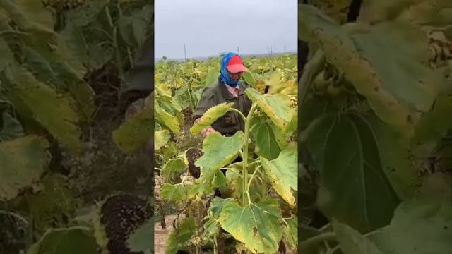 Plants   dry sunflower seeds #farmgirl #hardwork #agricultu