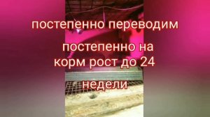 цыплята кучинской юбилейной. как вырастить куриц. куры несушки