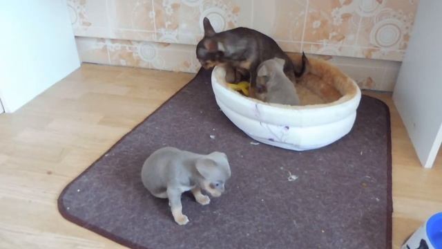 #ЩЕНКИЧИХУА ЛИЛОВЫЕ И ШОКОЛАД 1,5 МЕС #КУПЛЮЧИХУАПРОДАМЩЕНКА#МАРИМИСТИКПИТОМНИКРКФ смотреть онлайн