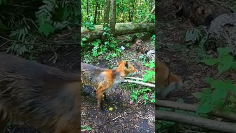 Кормлю Дикую Лису.Полный фильм на канале Ушёл по Делам.