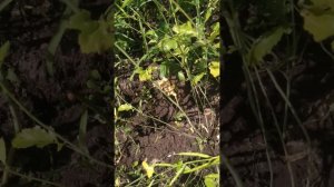 Уксус против колорадского жука.