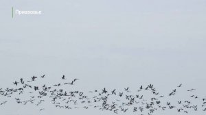 Аскания-Нова · Ukraїner по-русски