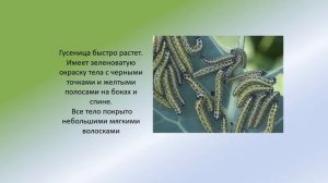 Бабочка капустница биология 8 кл pptx