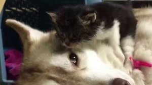 Они нашли едва живого котенка и случилось УЖАСНОЕ!